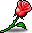 紅色薔薇